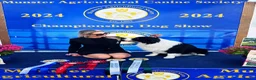 Border Collie dogs for sale: Stunning Champion line puppies  - Advert 15
