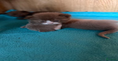 British Shorthair cats - Advert 15
