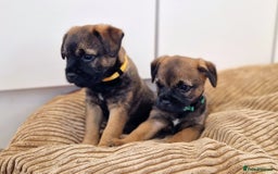 Border Terrier dogs for sale: DNA Health Tested Border Terrier pups (Boys) - Image 7