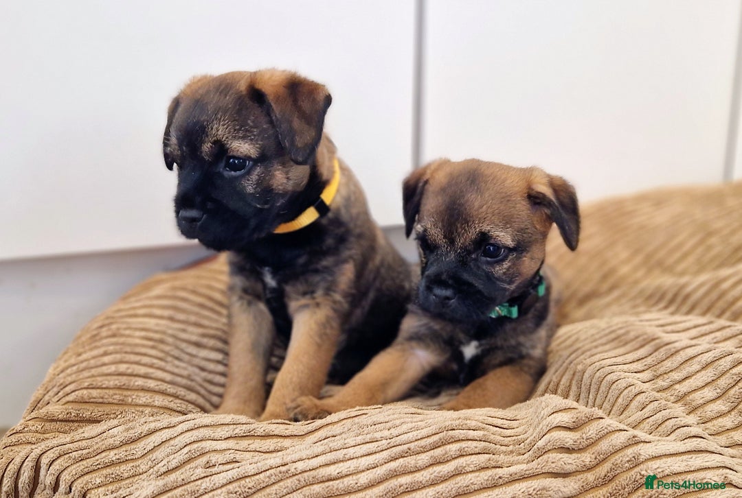 Border Terrier dogs for sale: DNA Health Tested Border Terrier pups (Boys) - Image 7