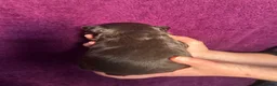 French Bulldog dogs for sale: Fluffy French bulldog puppies - Advert 27