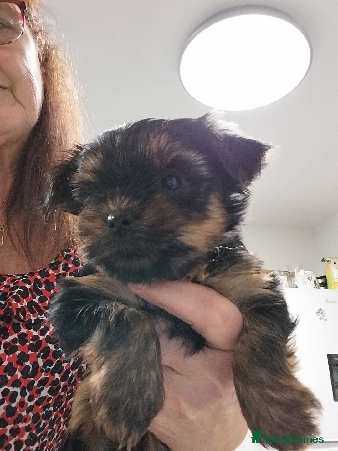 Yorkshire Terrier dogs for sale: Miniature Yorkshire Terrier Puppies  - Advert 28