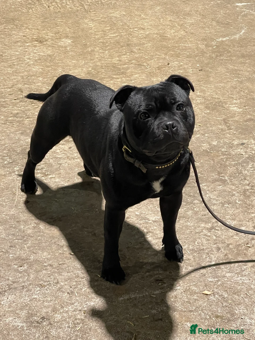 Staffordshire Bull Terrier dogs for stud: THE ONLY VALGLO STUD- VALGLO TOP GUN -BLUE CARRIER in Dudley - Advert 27