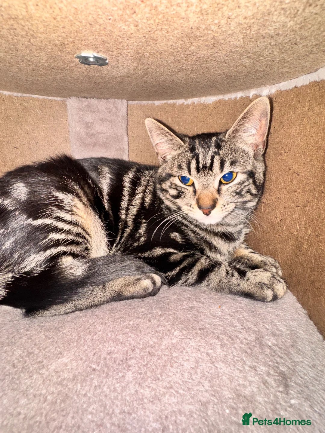 American Wirehair cats for sale: Melon  - Advert 2