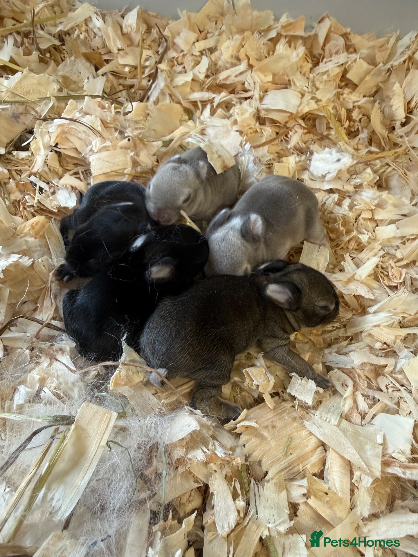 Netherland Dwarf rabbits Gorgeous traditional Netherland dwarf babies  - Advert 1