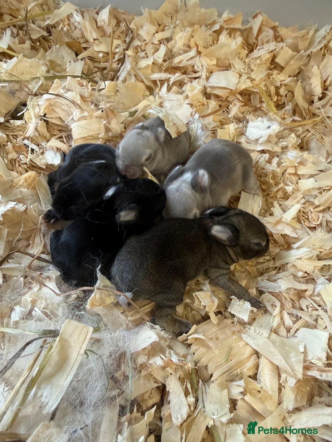 Netherland Dwarf rabbits for sale: Gorgeous traditional Netherland dwarf babies  - Advert 1