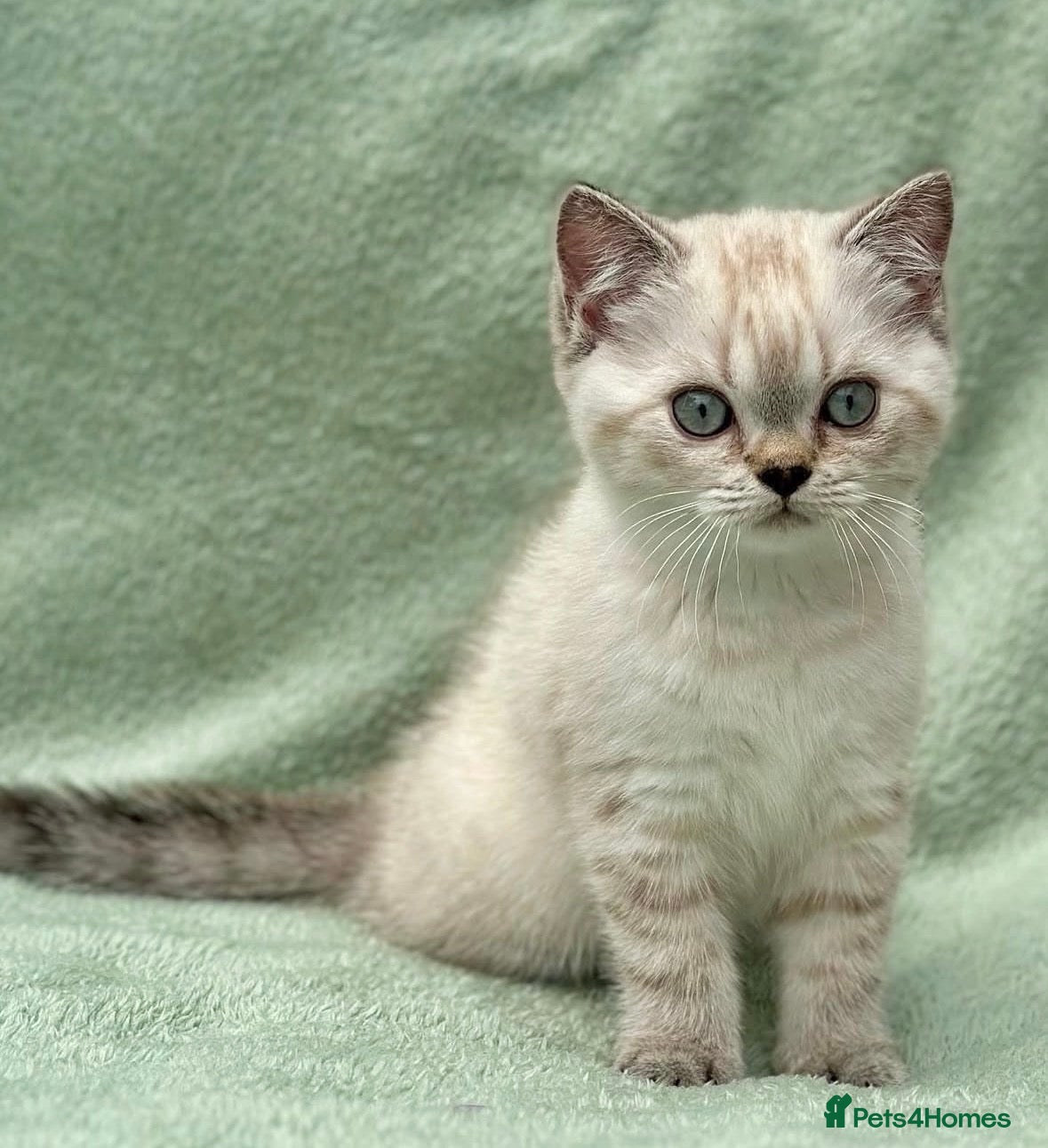 British Shorthair cats Lovely Colourpoint British Shorthair Kitten  - Advert 12