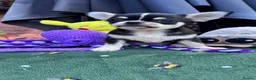 Chihuahua dogs for sale: 2 gorgeous boys - Advert 7