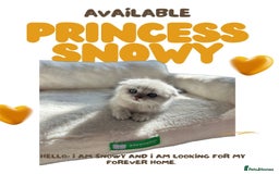 Scottish Fold cats for sale: 🐾 Stunning Scottish Fold Kittens - Ready Soon!🐾 - Image 4
