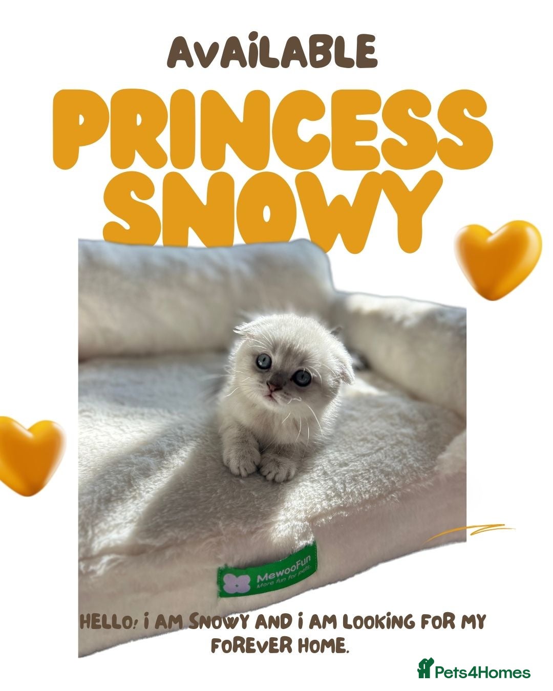 Scottish Fold cats for sale: 🐾 Stunning Scottish Fold Kittens - Ready Soon!🐾 - Image 4