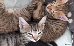 Mixed Breed cats for sale: Kittens F5 savannah - Image 9