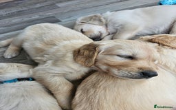 Golden Retriever dogs for sale: Pedigree Golden Retriver Puppies - Image 13