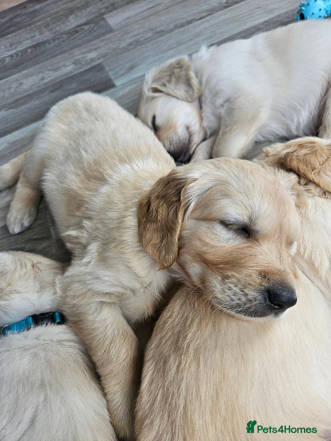 Golden Retriever dogs for sale: Pedigree Golden Retriver Puppies - Image 13