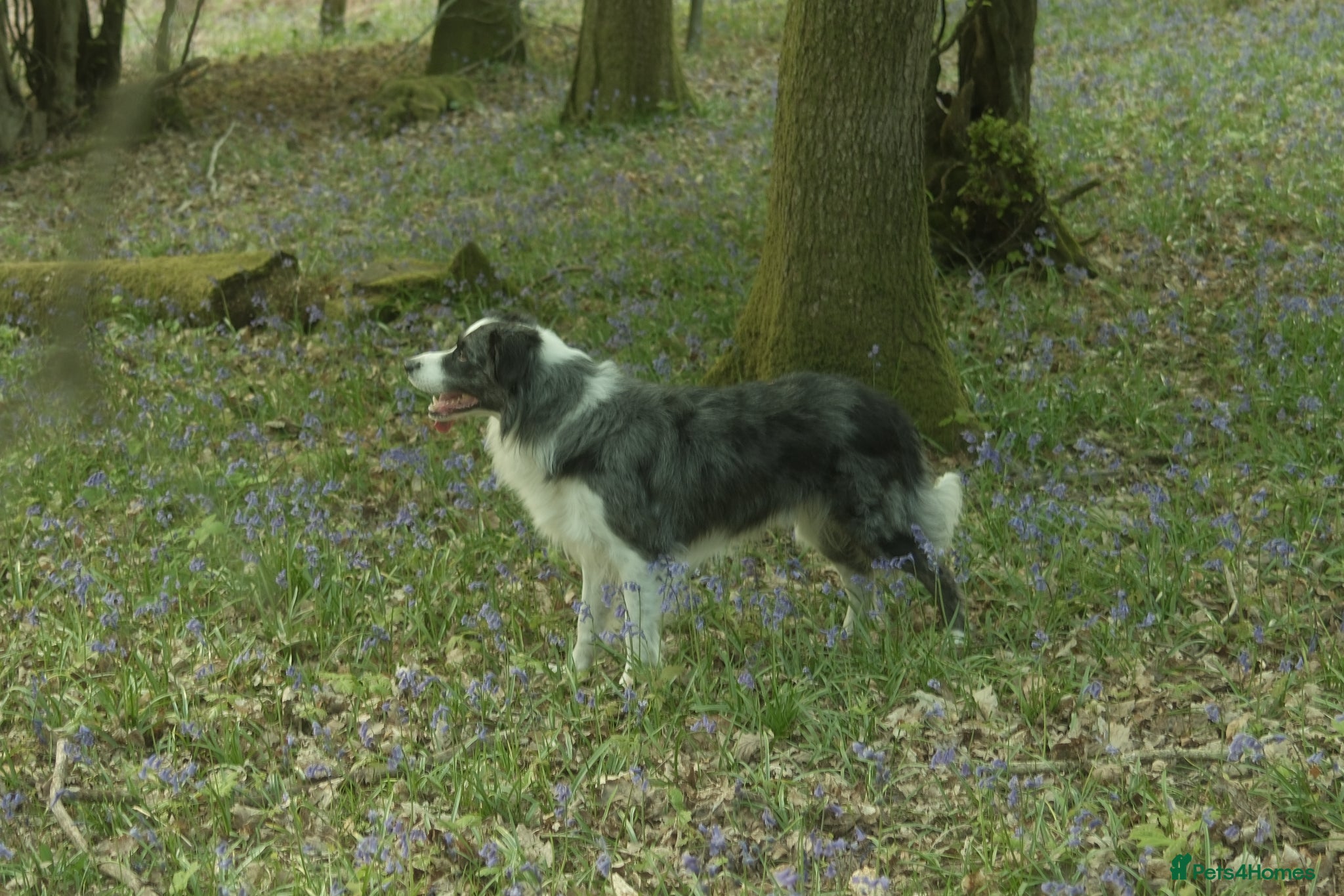 Border Collie dogs *proven* health tested working merle border collie - Advert 16