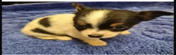 Chihuahua dogs for sale: Minature chihuahuas in Wakefield - Advert 6