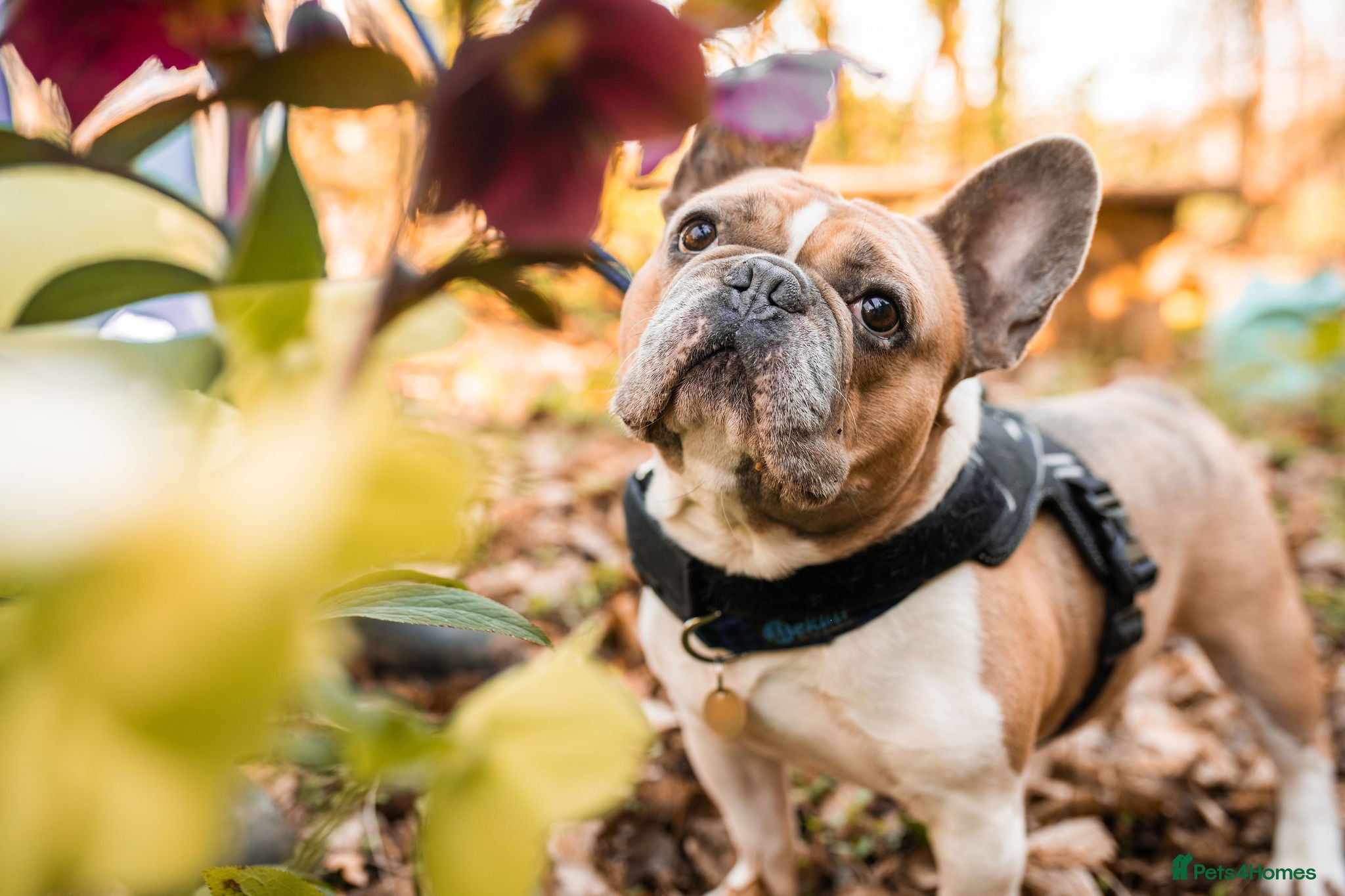 French Bulldog dogs Ludo  - Advert 1