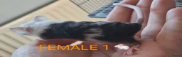 Mouse rodents for sale: MALE & Female FANCY MICE 🐁🐾 - Advert 8