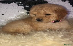 Cavapoo dogs for sale: STUNNING F1b cavapoos READY NOW  - Image 6
