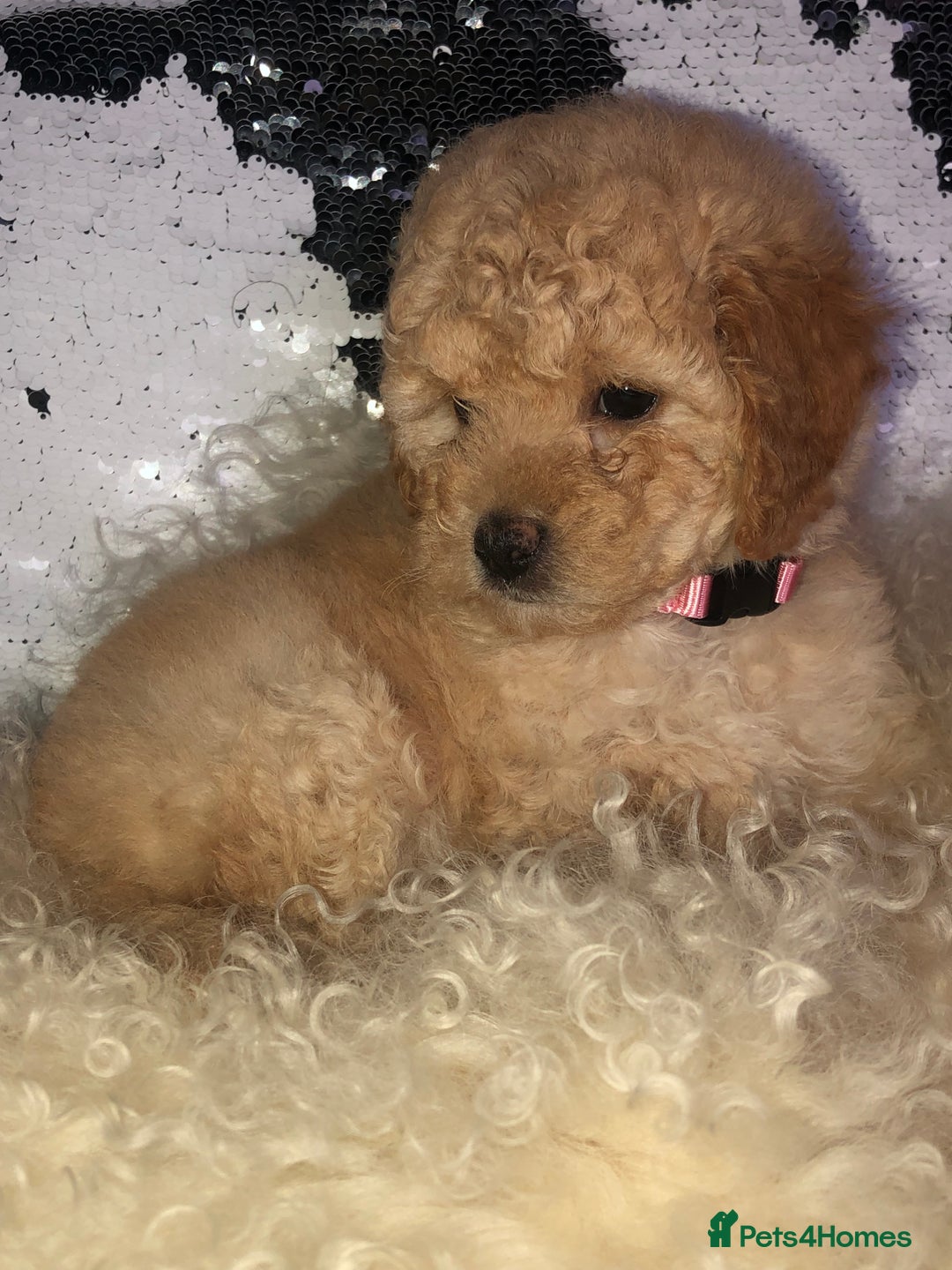 Cavapoo dogs for sale: STUNNING F1b cavapoos READY NOW  - Image 6