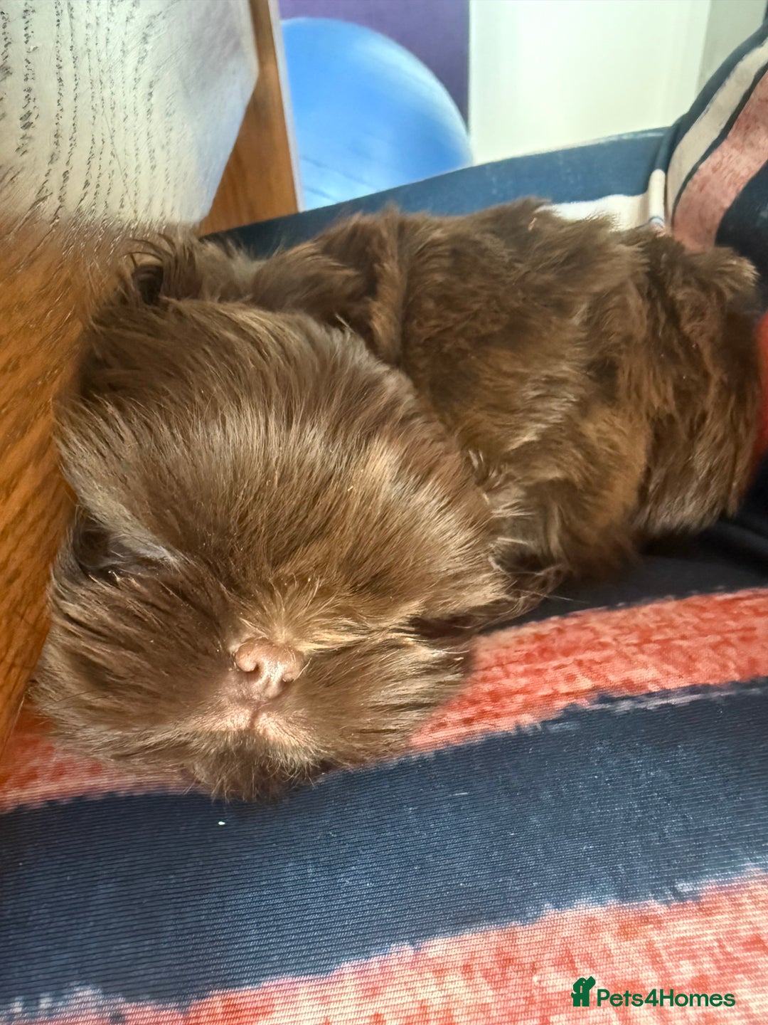 Shih Tzu dogs for sale: Adorable Shih Tzu puppies - Image 6