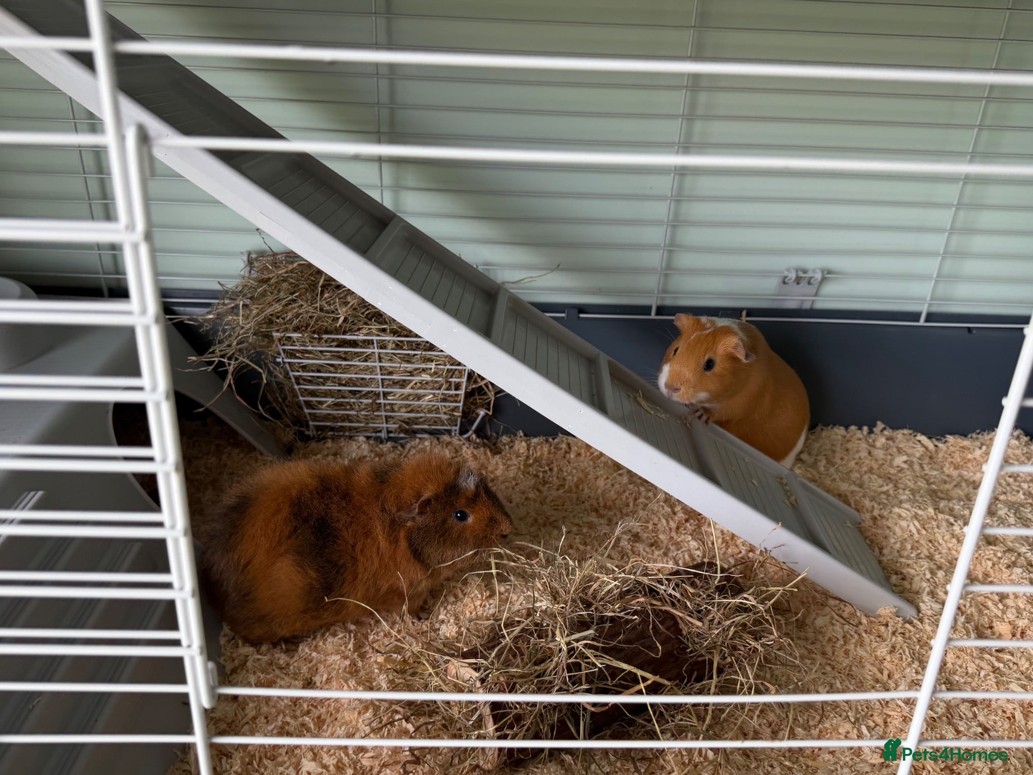 Guinea Pig rodents  Two Bonded Girl Guinea Pigs Brownie and Dusty - Advert 3