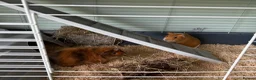Guinea Pig rodents for sale:  Two Girl Guinea Pigs Brownie and Dusty with setup - Advert 1