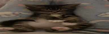 american shorthair
