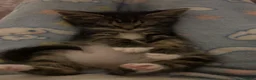 American Shorthair cats for sale: American shorthair tabby kitten for sale! in Walsall - Advert 2