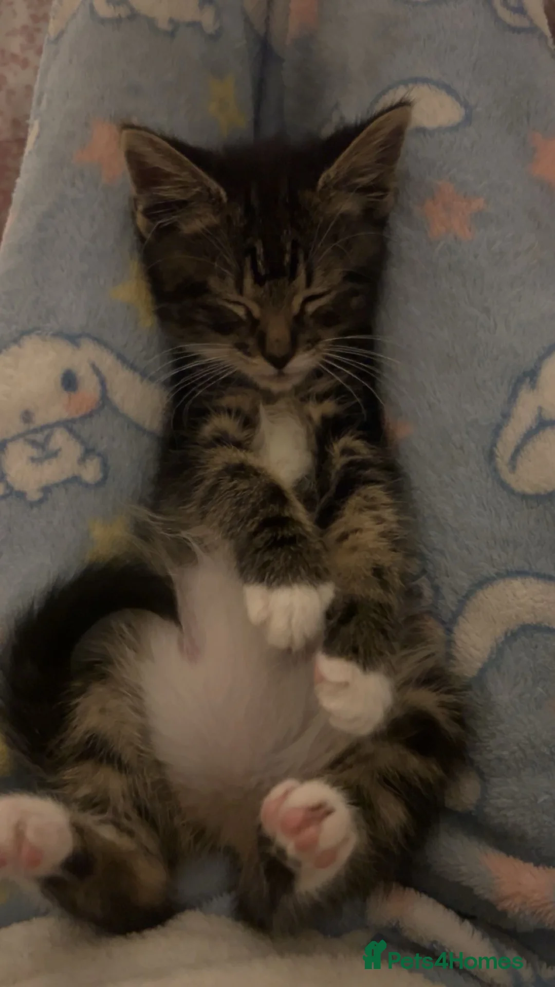 American Shorthair cats for sale: American shorthair tabby kitten for sale! in Walsall - Advert 2