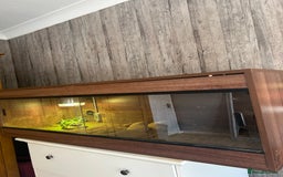 Hermann Tortoise reptiles for sale: Herman tortoise for sale with vivarium  - Image 2