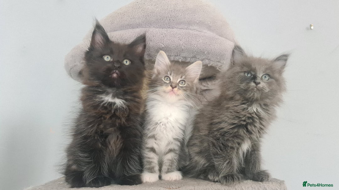 Mixed Breed cats for sale: Ragcoon kittens  - Image 11