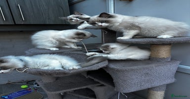 Ragdoll cats - Advert 2