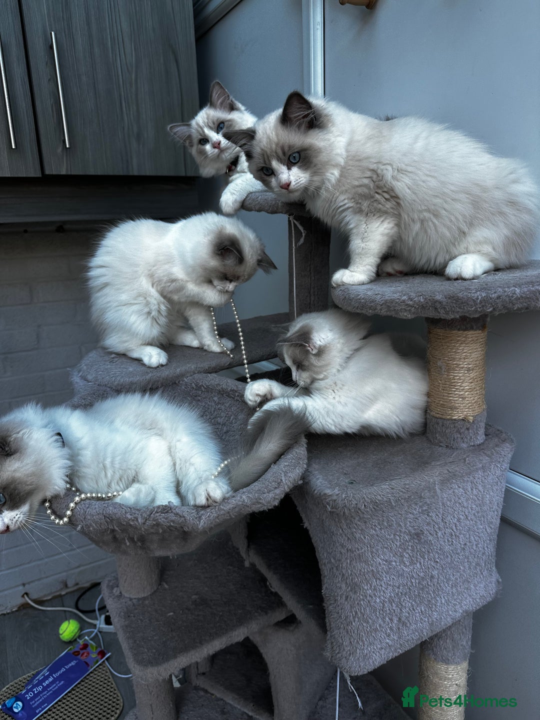 Ragdoll cats for sale: Male Ragdoll kittens - Image 2