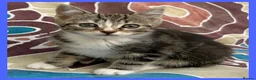 Mixed Breed cats for sale: Beautiful Kittens for sale. - Advert 16