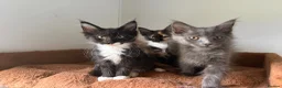 Maine Coon cats for sale: Maine coon kittens - Advert 13