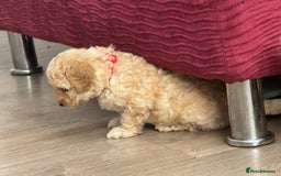 Goldendoodle dogs for sale: ⭐️⭐️READY NOW⭐️⭐️ Beautiful Goldendoodles - Image 26
