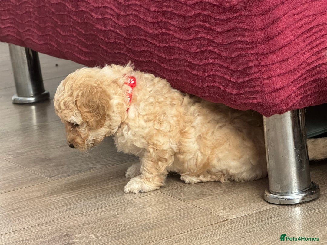 Goldendoodle dogs for sale: ⭐️⭐️READY NOW⭐️⭐️ Beautiful Goldendoodles - Image 26
