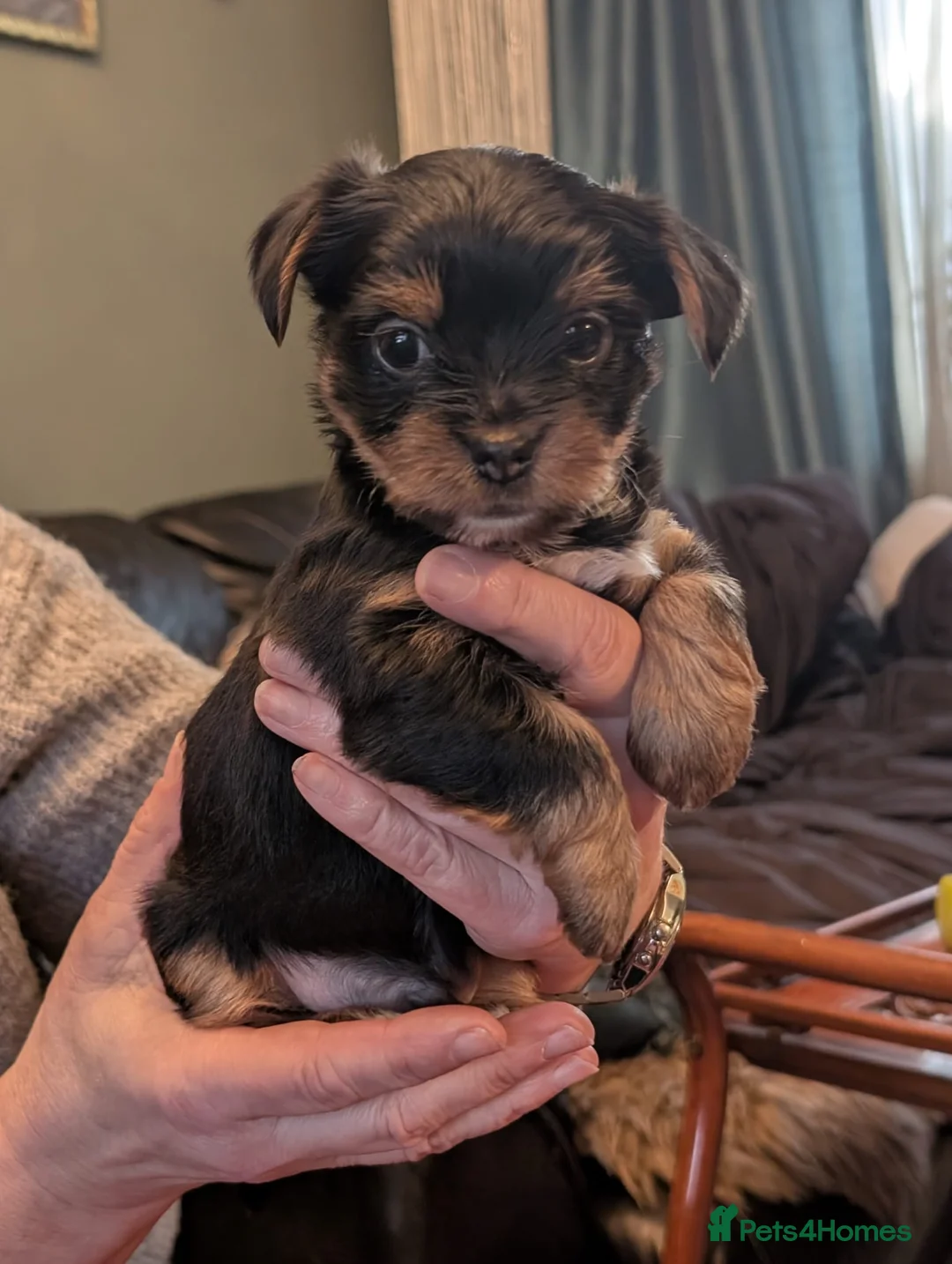Yorkshire Terrier dogs for sale: Yorkshire Terrier one Puppy boy ready for new home - Advert 31