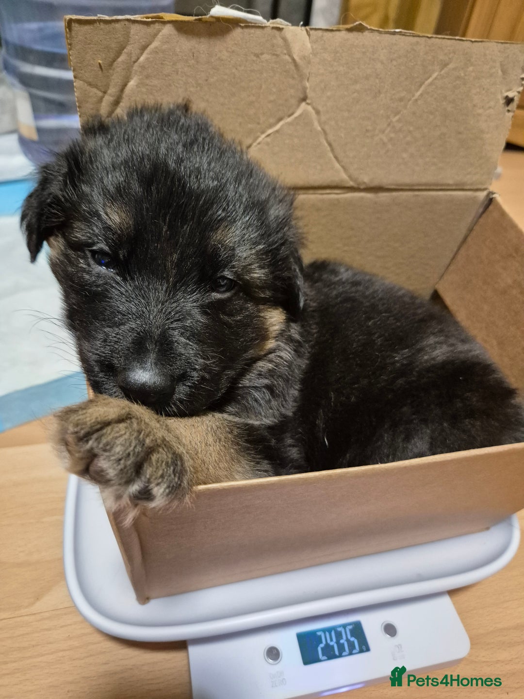 German Shepherd dogs for sale: Straight back German shepherd puppies for sale - Image 6