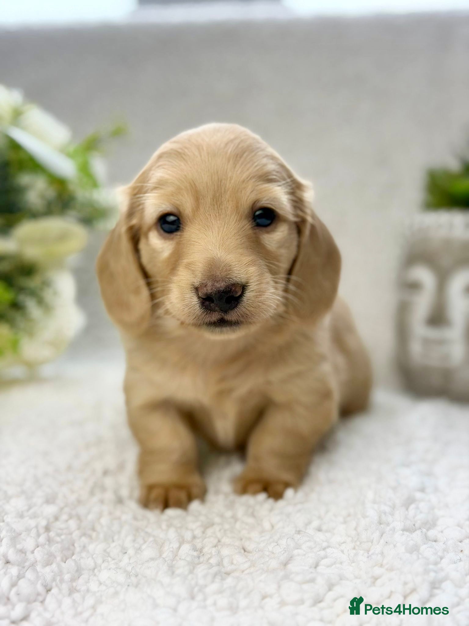 Miniature Dachshund dogs 𝕃𝕠𝕟𝕘 𝕙𝕒𝕚𝕣𝕖𝕕 𝕞𝕚𝕟𝕚 𝕕𝕒𝕔𝕙𝕤𝕙𝕦𝕟𝕕 - Advert 2