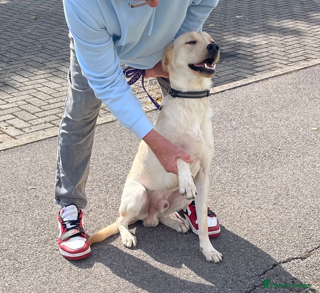 Labrador Retriever dogs for sale: Male labrador - Image 4