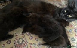 Mixed Breed cats for sale: Only 2 fluffy female black kittens left - Image 9