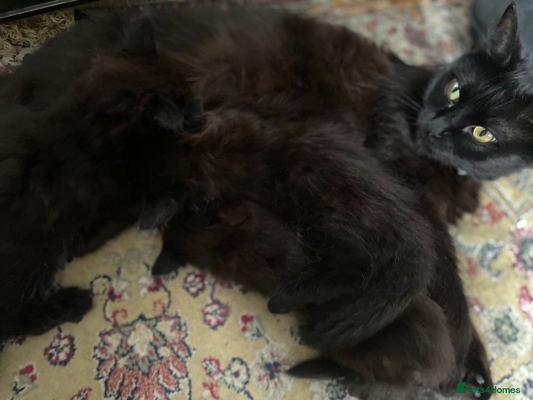 Mixed Breed cats for sale: Only 2 fluffy female black kittens left - Image 9
