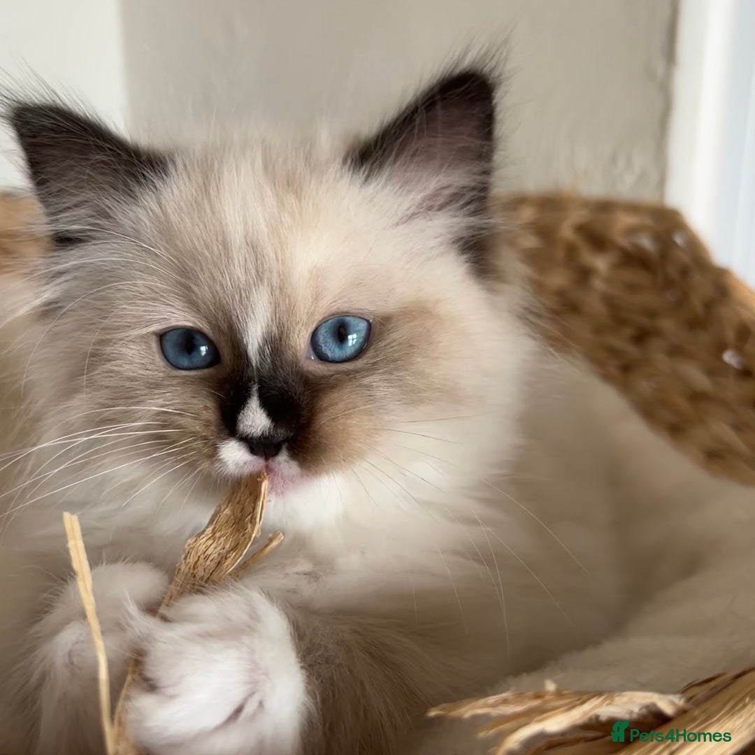 Ragdoll cats for sale: Ragdolls - Image 5