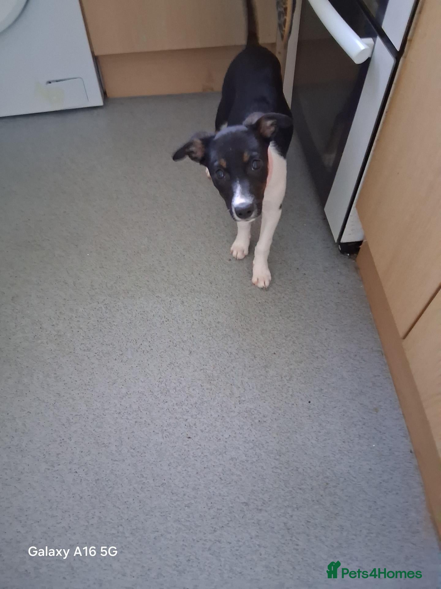 Border Collie dogs Border collie  - Advert 1