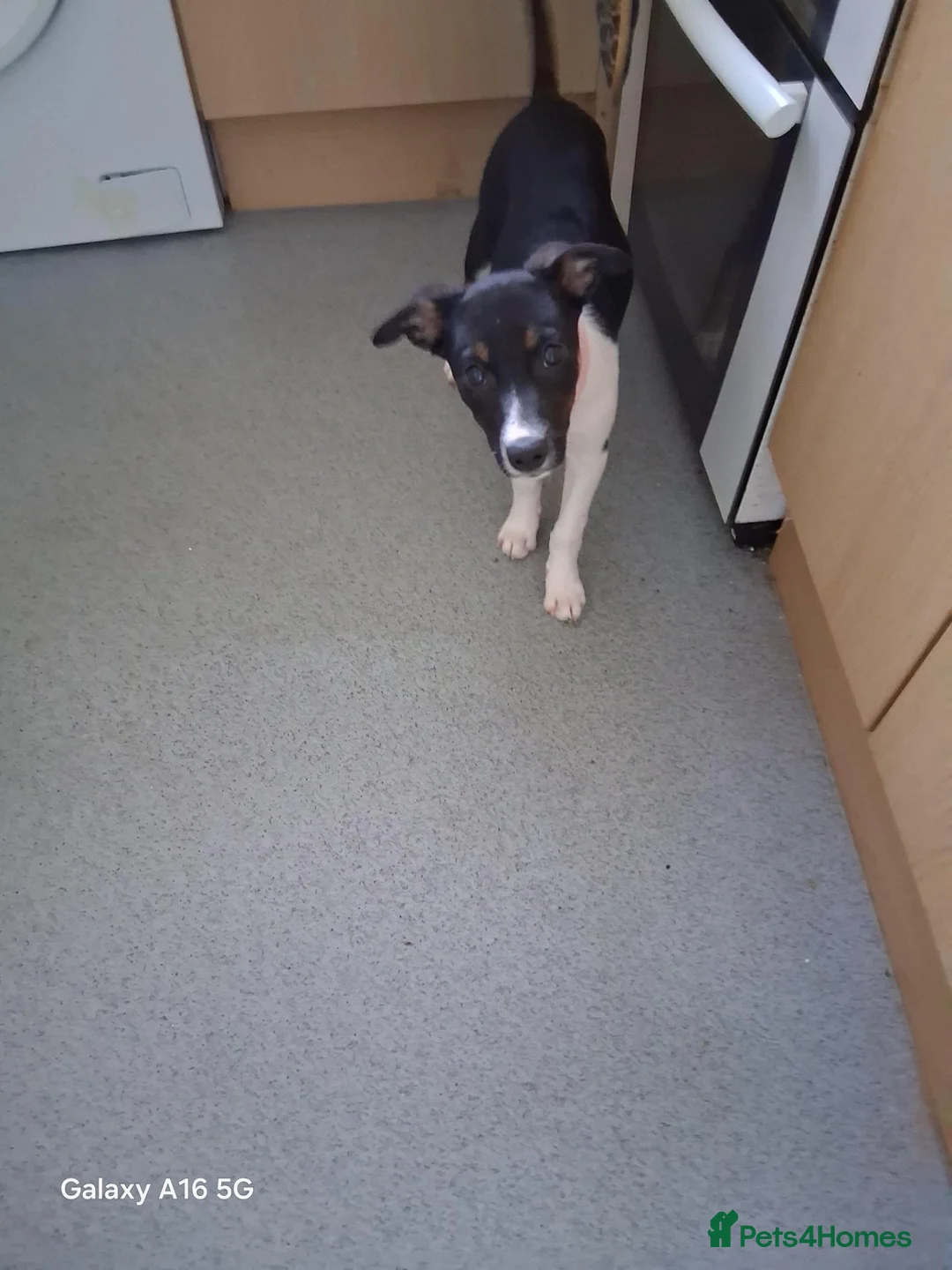 Border Collie dogs for sale: Border collie  in Denbigh - Advert 1