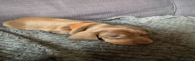 Dachshund Puppy 2
