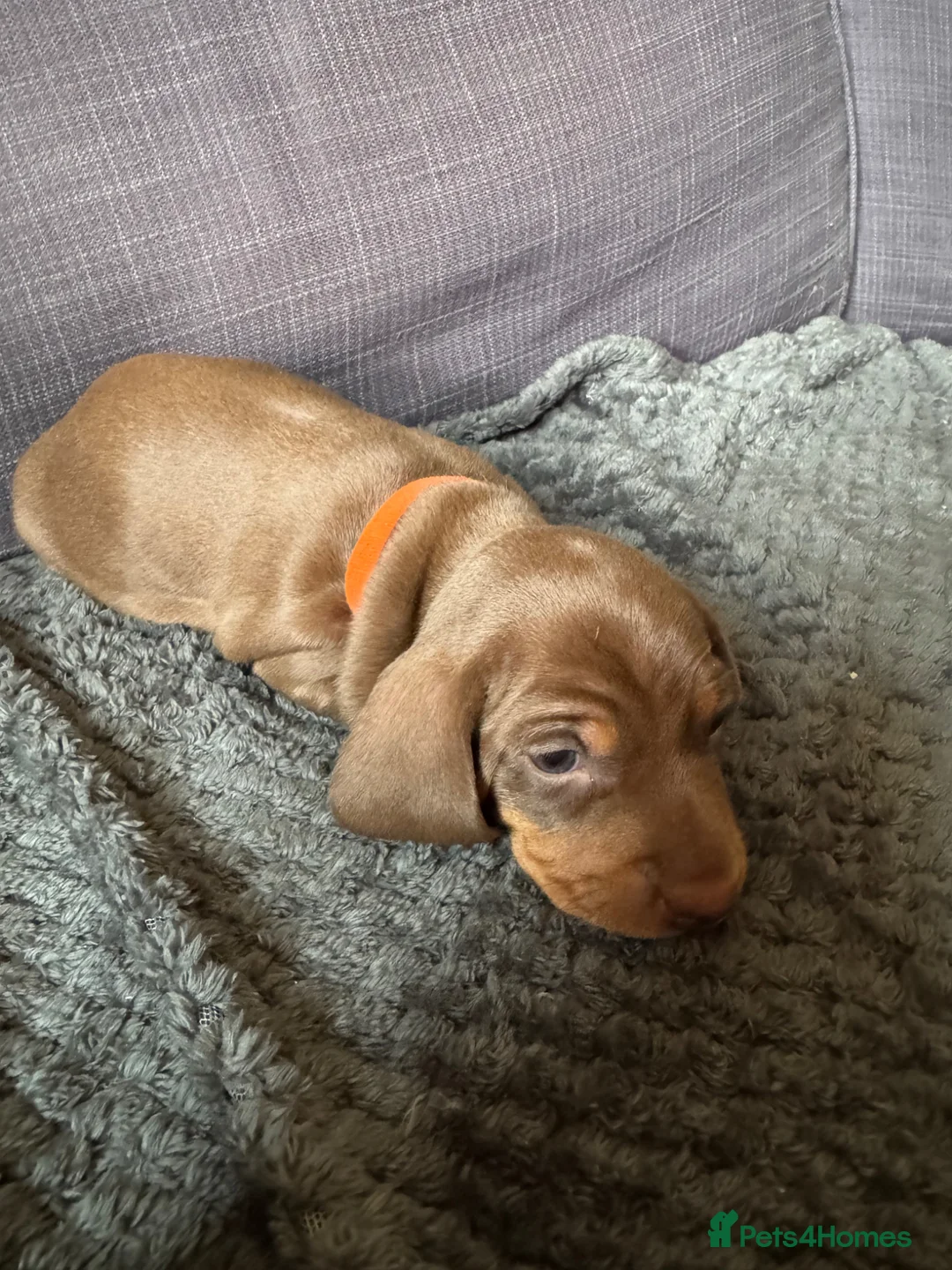 Dachshund dogs for sale: Miniature Dashund puppies - Advert 20