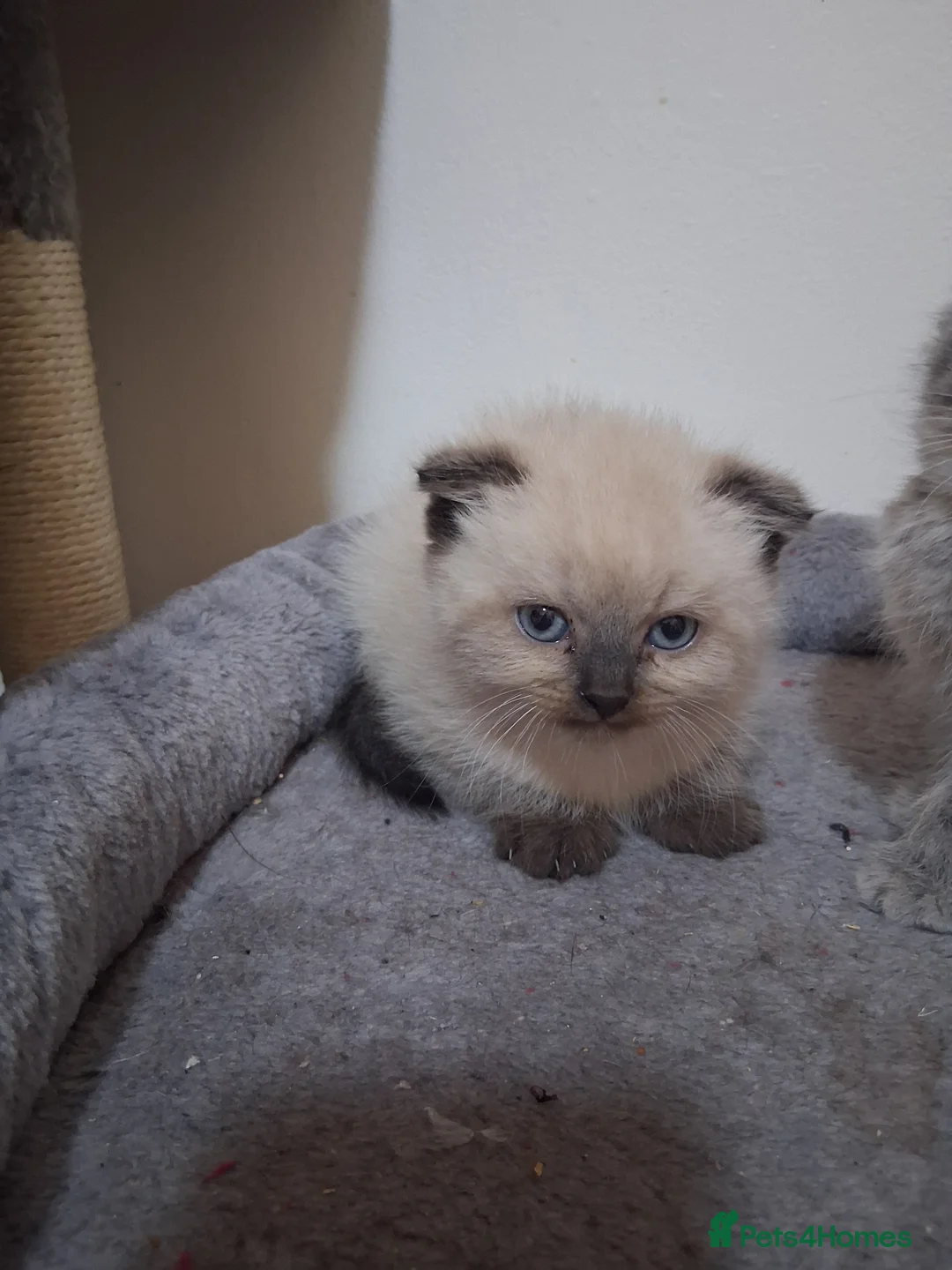 Scottish Fold cats for sale: Scottish fold kittens  - Advert 7