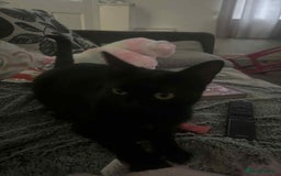 Domestic Shorthair cats for sale: Beautiful babies - Image 4